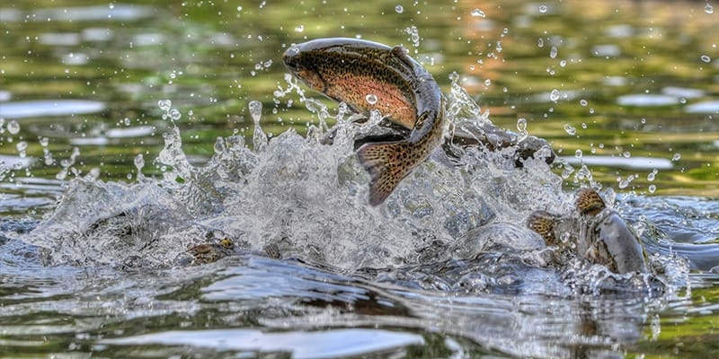 fisch fisch